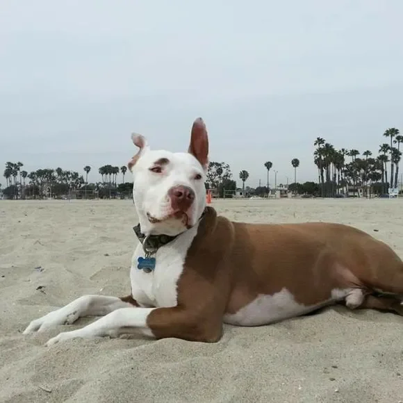 Never Selling! Who Saved Whom?! - Picture 5 of 10